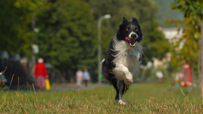 Black and white border collie sprinting across grass in a park, captured in ultra slow motion.
