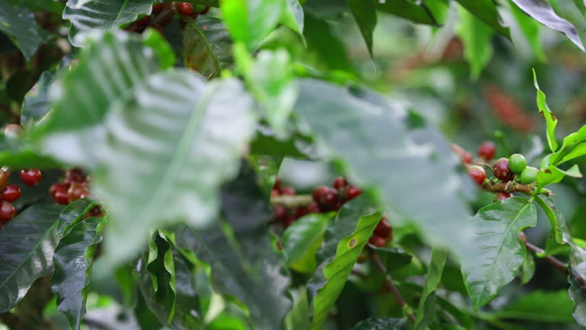 Coffee plantation cultivation, Coffee bean business industry. Close up of Red ripe Arabica or Robusta coffee cherries beans on coffee tree at agriculture farm field on the mountain.