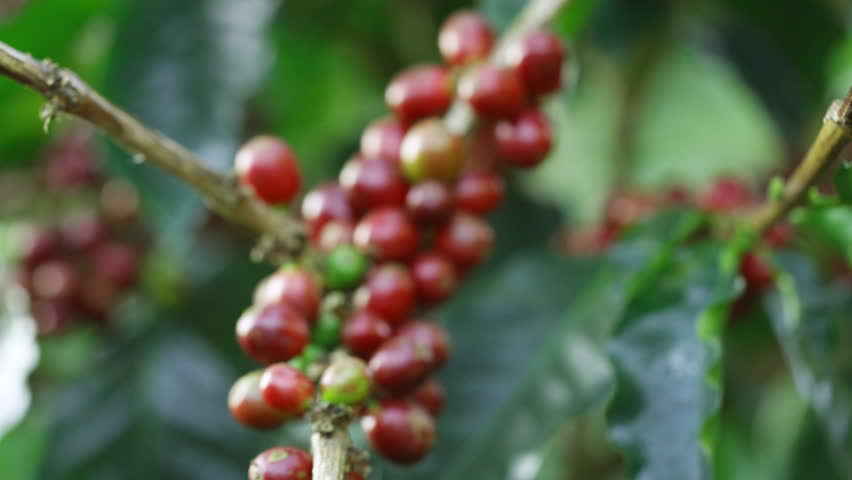 Coffee plantation cultivation, Coffee bean business industry. Close up of Red ripe Arabica or Robusta coffee cherries beans on coffee tree at agriculture farm field on the mountain.