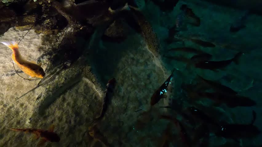 Colorful koi fish in an ornamental pond