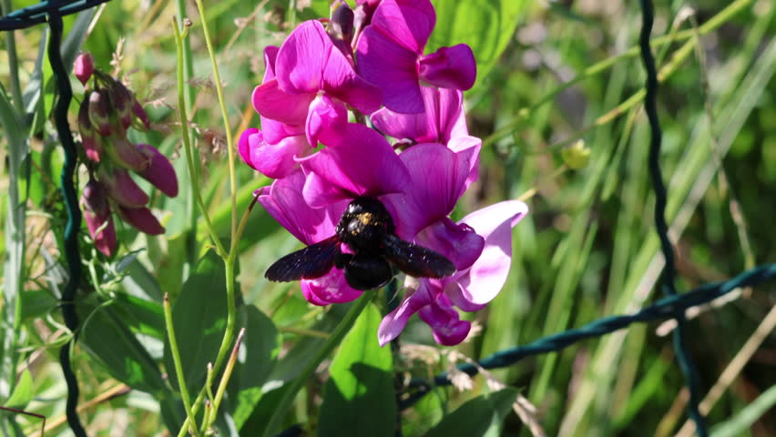 Black carpenter bee foraging on pink sweet pea flower close up