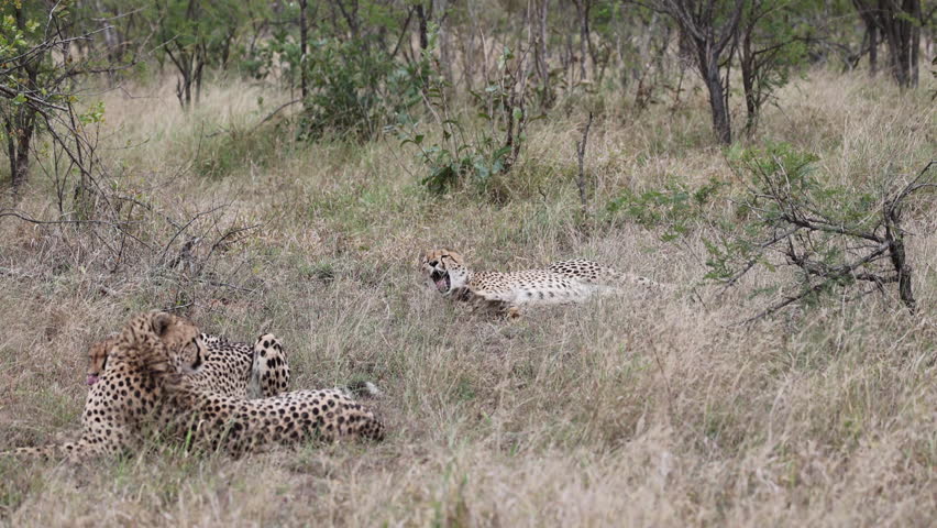 Wide shot of a coalition of three cheetahs resting and lounging together in the dry bushveld grass during a safari in Sabi Sands Game Reserve, South Africa.