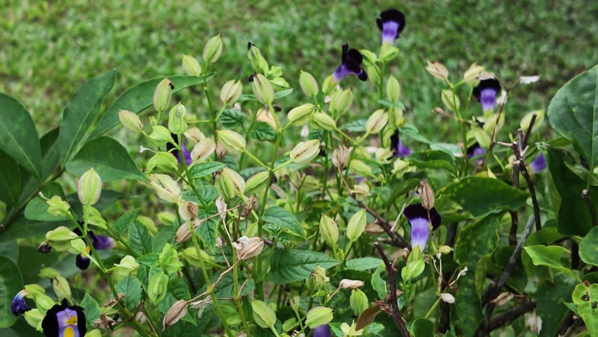 Purple Wishbone Flowers and Green Seed Pods in Garden