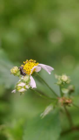 Close-up macro video of a bee collecting nectar and pollinating a Bidens pilosa (Spanish needle) flower in a natural meadow. Wildflower, pollinator, and biodiversity concept.
