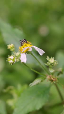 Close-up macro video of a bee collecting nectar and pollinating a Bidens pilosa (Spanish needle) flower in a natural meadow. Wildflower, pollinator, and biodiversity concept.