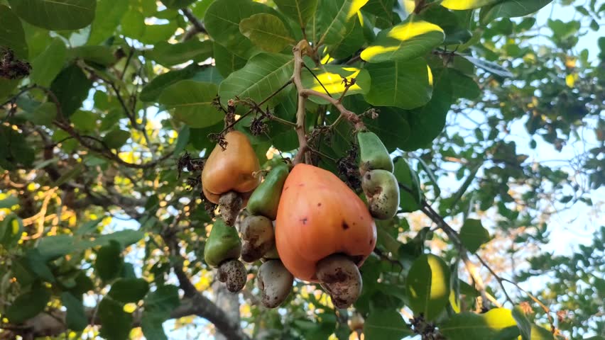 Fresh cashew fruit on the tree
