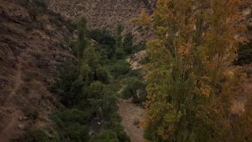 Aerial backward drone shot revealing a lone poplar tree standing in a vast ravine surrounded by small bushes, 4K
