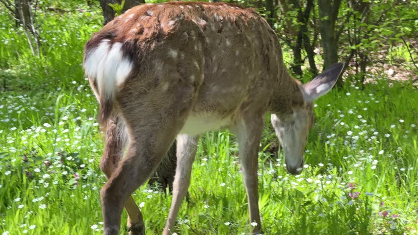 Young deer walking in the woodland.