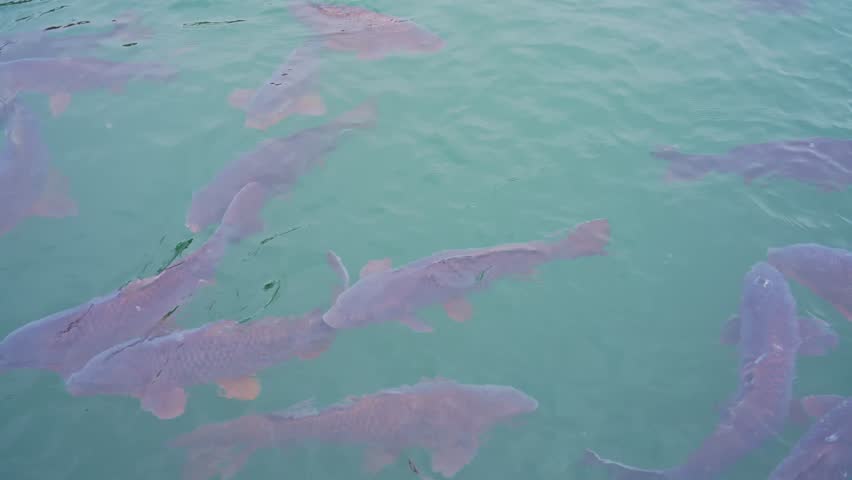 Colorful koi fish swimming in clear pond water.