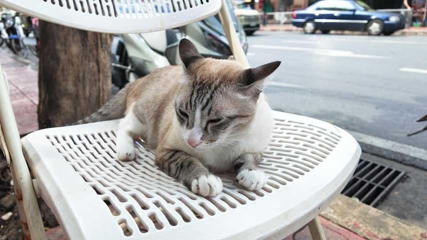 A domestic cat sits on a plastic chair beside a busy city street in daylight.