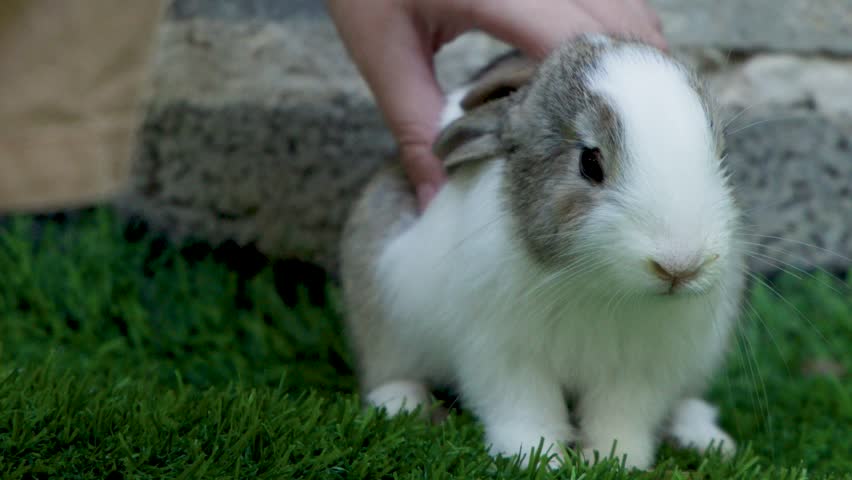 Close-up shot of a hand stroking a fluffy bunny sitting outdoors on lush green grass.