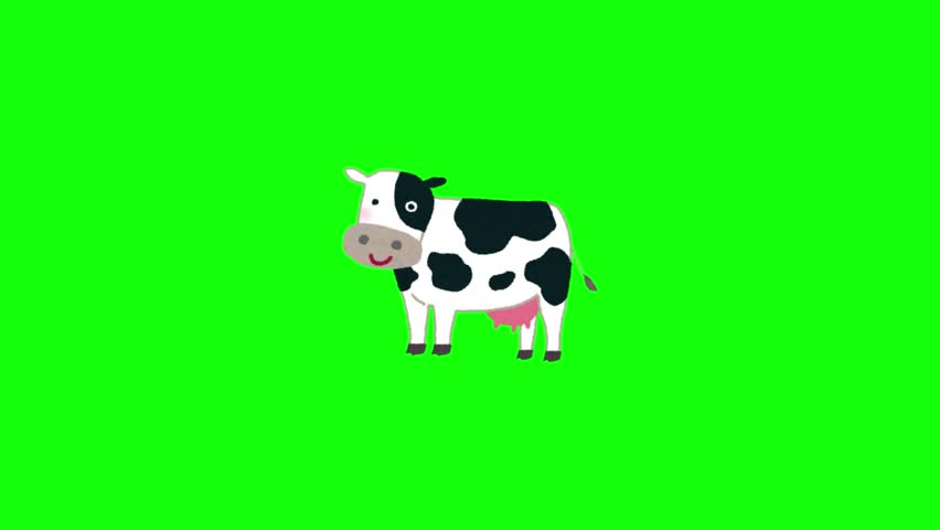A flat vector animation of a spotted cow on green screen.
