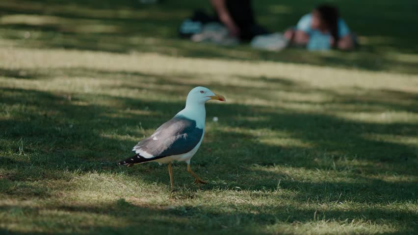 A Taste of Edinburgh - Snapshots