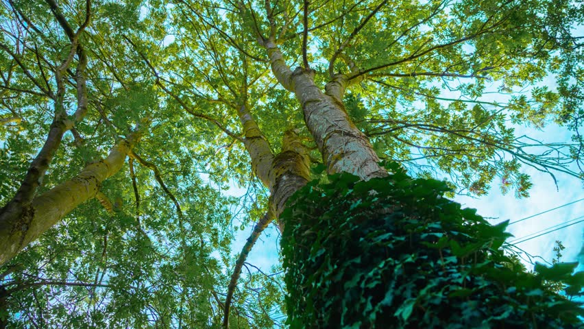 Timelapse tree canopy swaying beneath drifting clouds in blue sky. Upward view revealing tall trunks wrapped in ivy and green foliage. Summer woodland, moving clouds, sunlight filtering through leaves