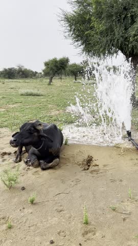 A large dark buffalo animal relaxes on the damp, sandy ground of a field. Nearby, a strong fountain sprays upward from an irrigation pipe.

The image captures a lively rural scene on an agricultural field, featuring a water buffalo relaxing next to a powerful water fountain from an irrigation pipe.
