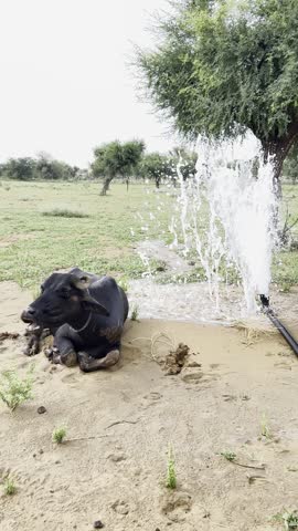 A large dark buffalo animal relaxes on the damp, sandy ground of a field. Nearby, a strong fountain sprays upward from an irrigation pipe.

The image captures a lively rural scene on an agricultural field, featuring a water buffalo relaxing next to a powerful water fountain from an irrigation pipe.
