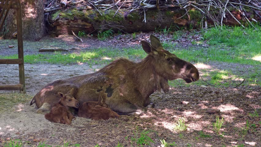 Family of moose or elk, Alces alces is the largest extant species in the deer family. Moose are distinguished by the broad, flat, or palmate antlers of the males.