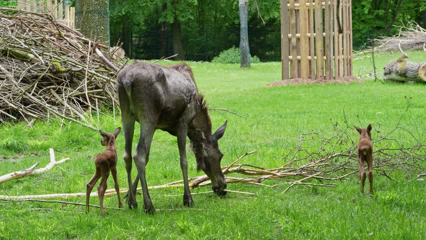 Family of moose or elk, Alces alces is the largest extant species in the deer family. Moose are distinguished by the broad, flat, or palmate antlers of the males.
