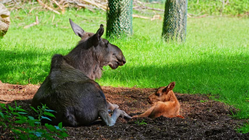 Family of moose or elk, Alces alces is the largest extant species in the deer family. Moose are distinguished by the broad, flat, or palmate antlers of the males.