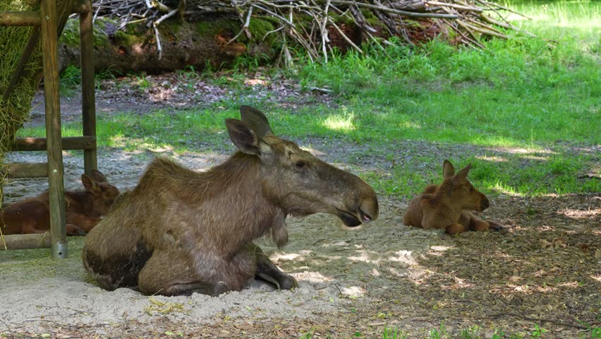 Family of moose or elk, Alces alces is the largest extant species in the deer family. Moose are distinguished by the broad, flat, or palmate antlers of the males.