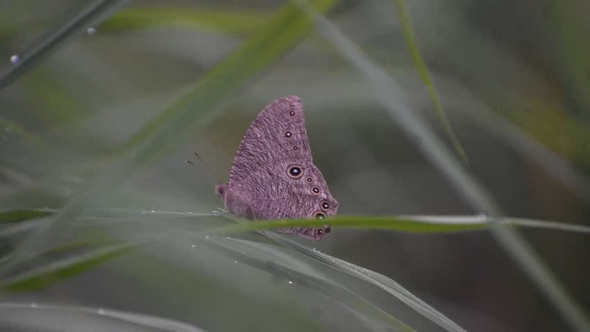 butterfly on a leaf and rain drops on leafs