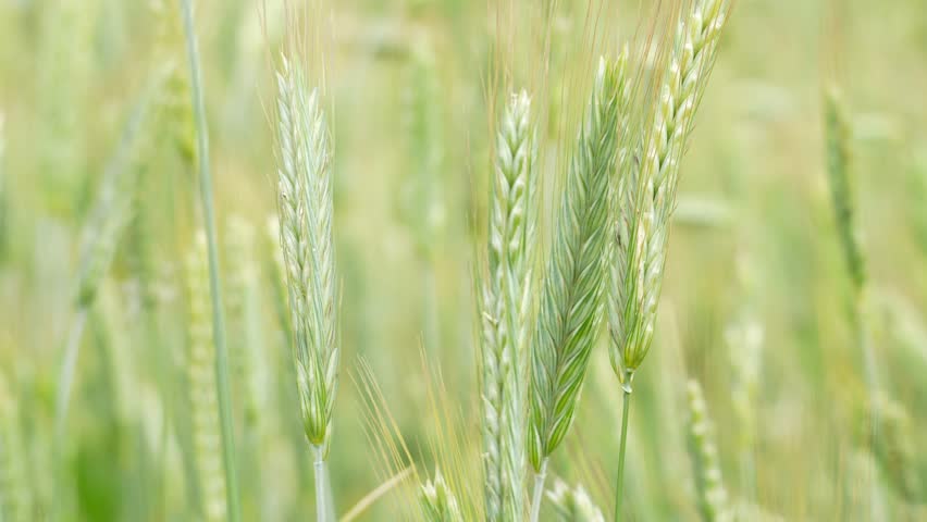 Close-up of ripe wheat stalks in a sunlit field. Golden ears stand tall against soft green backgrounds. Natural light highlights grain textures and vibrant colors