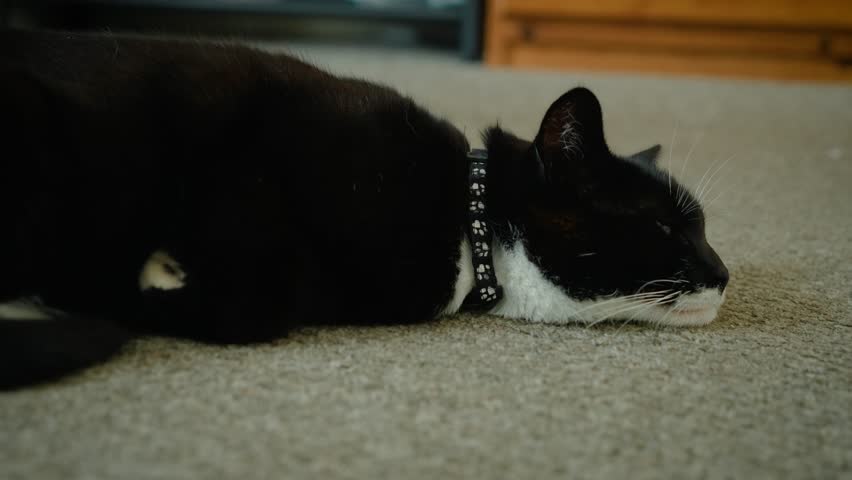 Sleeping black and white cat lying on carpet with eyes partially open. Close up domestic feline wearing collar while relaxing on floor indoors. Pet care and home life theme with peaceful resting