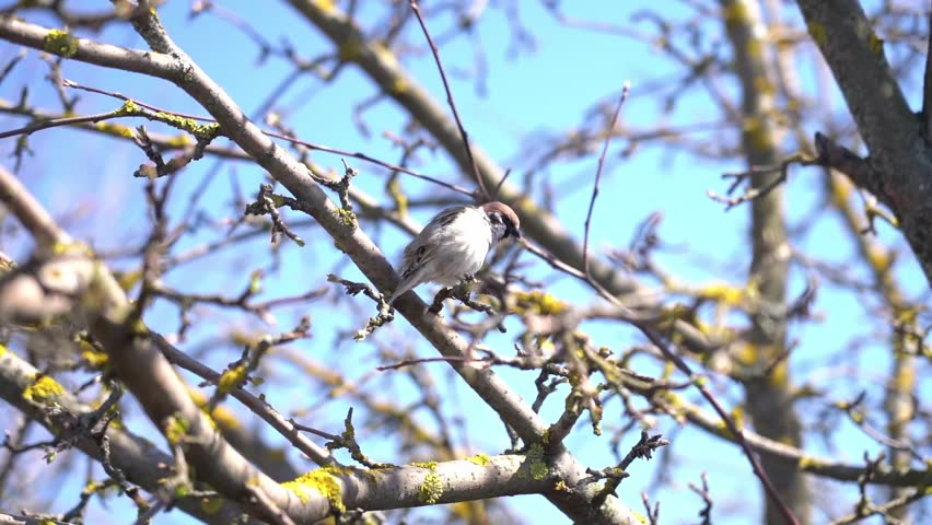 Small bird perches on a thin branch. Branches covered with lichen and bare twigs. Clear blue sky forms the backdrop. Bird appears alert, scanning surroundings. Scene captures early spring forest