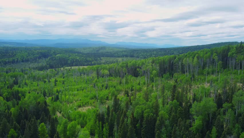 Aerial Landscape of Forest and Alberta Prairies in Summer