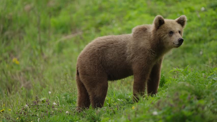 Young Eurasian brown bear stands upright and scans left, then lowers head to forage in green meadow habitat. Natural wildlife behavior, summer field, medium shot.