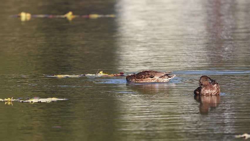 Female Northern Shoveler Duck Swimming Gracefully in Calm Water | Waterfowl Wildlife
