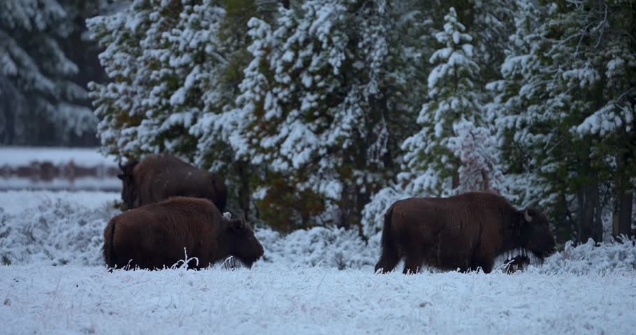 Wide shot of several American bison grazing near a stand of trees in a snow-covered landscape. Captured during early spring, showcasing wildlife feeding in a seasonal transition period.
