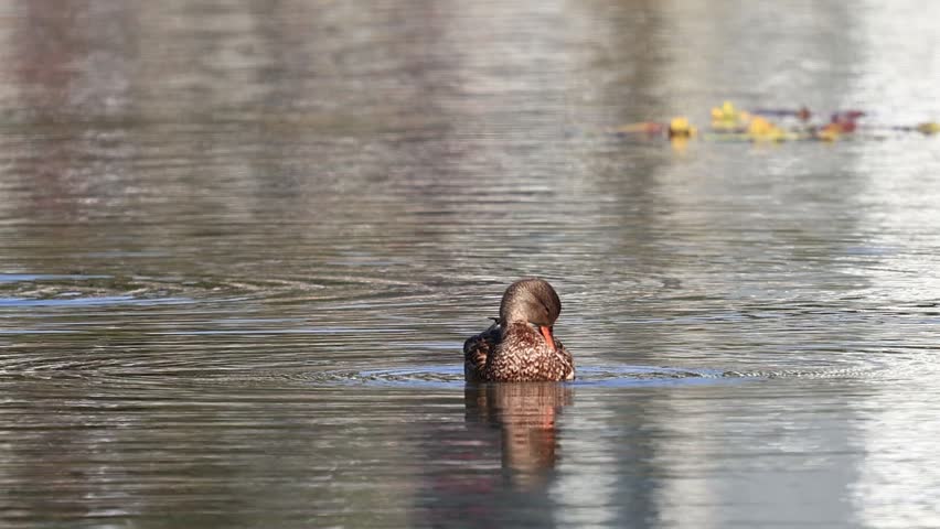 Female Northern Shoveler Duck Swimming Gracefully in Calm Water | Waterfowl Wildlife