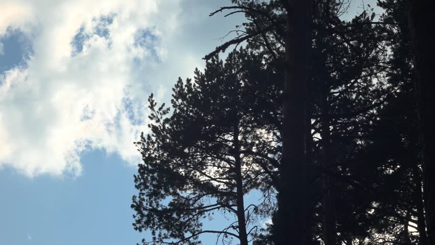A low-angle view of tall pine trees silhouetted against a bright blue sky with passing clouds