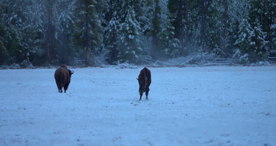 Wide shot of two American bison in a snow-covered landscape. One walks away from the camera while the other moves energetically and playfully across the scene.