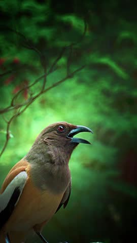 Rufous Treepie Looking Around Curiously