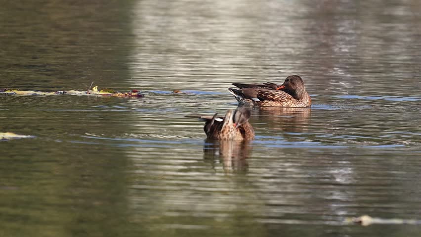 Female Northern Shoveler Duck Swimming Gracefully in Calm Water | Waterfowl Wildlife