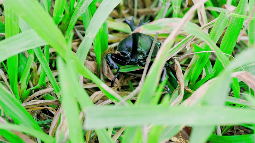Male Japanese rhinoceros beetle crawling through green grass on the ground, eye-level side view