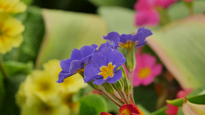 Bug landing on a purple flower