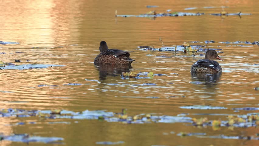 Female Northern Shoveler Duck Swimming Gracefully in Calm Water | Waterfowl Wildlife
