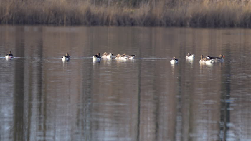 a flock of wild geese sleeps on a pond