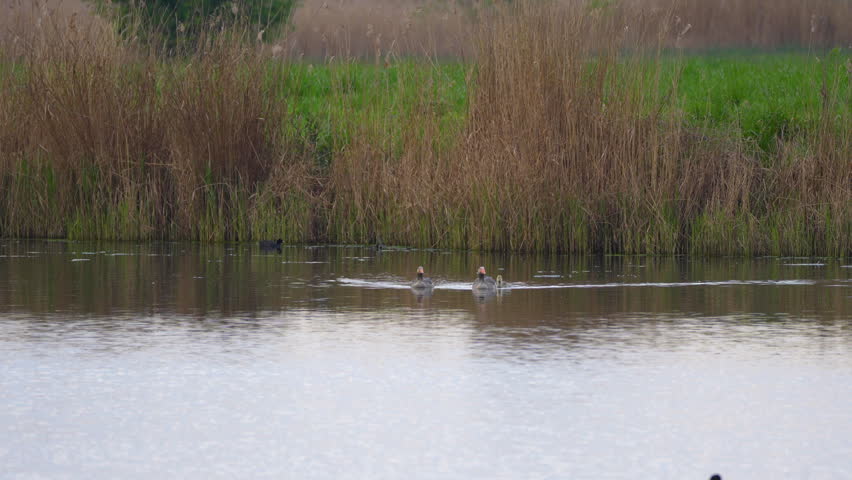 a family of wild geese with a gosling on a pond