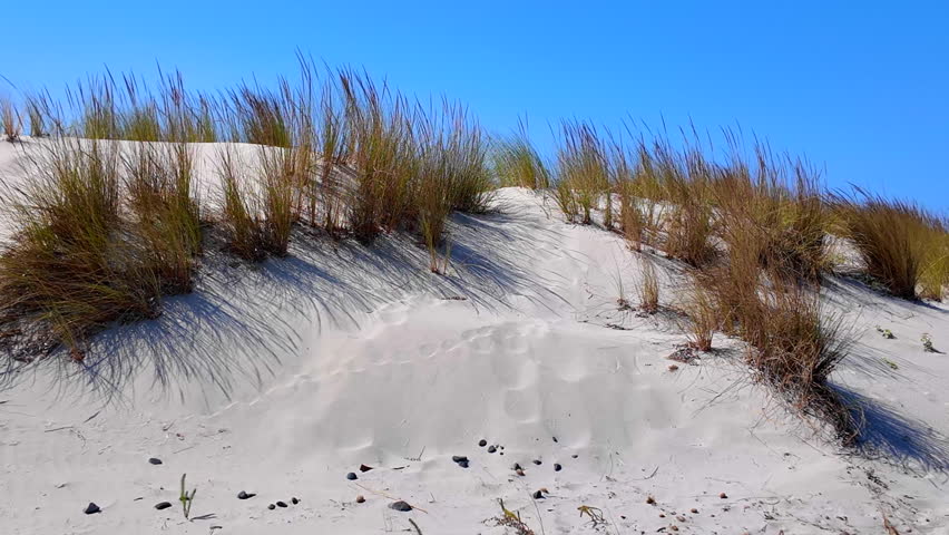 Close up of a white sand dune ridge with wild beach grass swaying in the wind under a bright blue sky