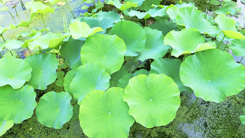 Fresh Green Lotus Leaves Spreading Across a Summer Pond
