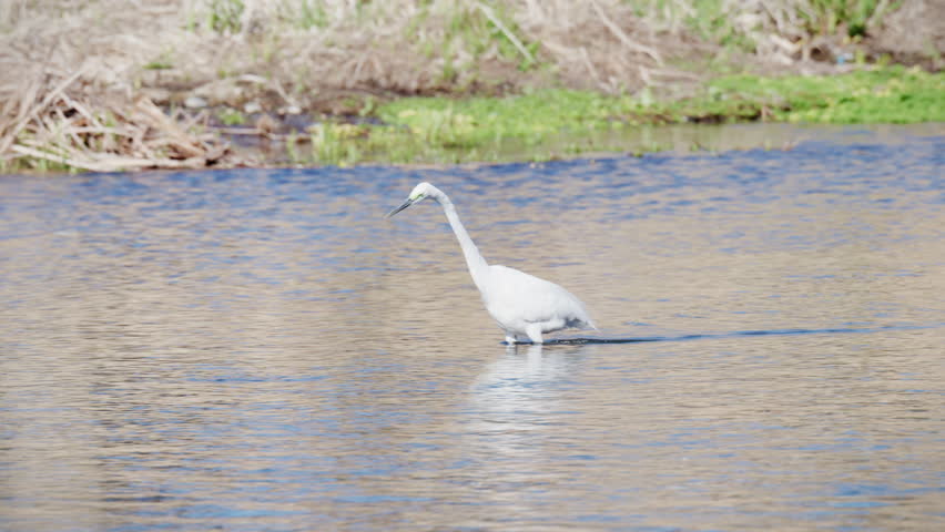 Great egret hunting for fish in the small river