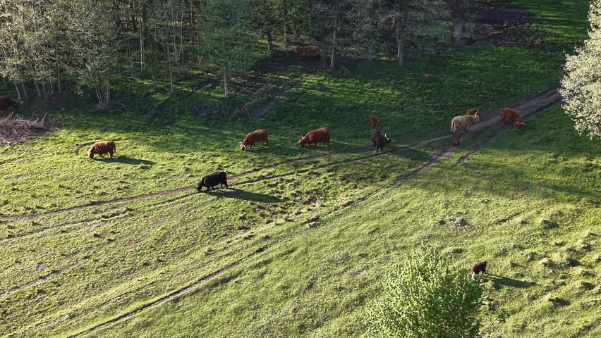 Drone view of cows walking through rural meadow