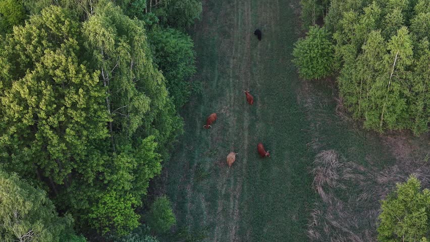 Pasture landscape with livestock and copy space
