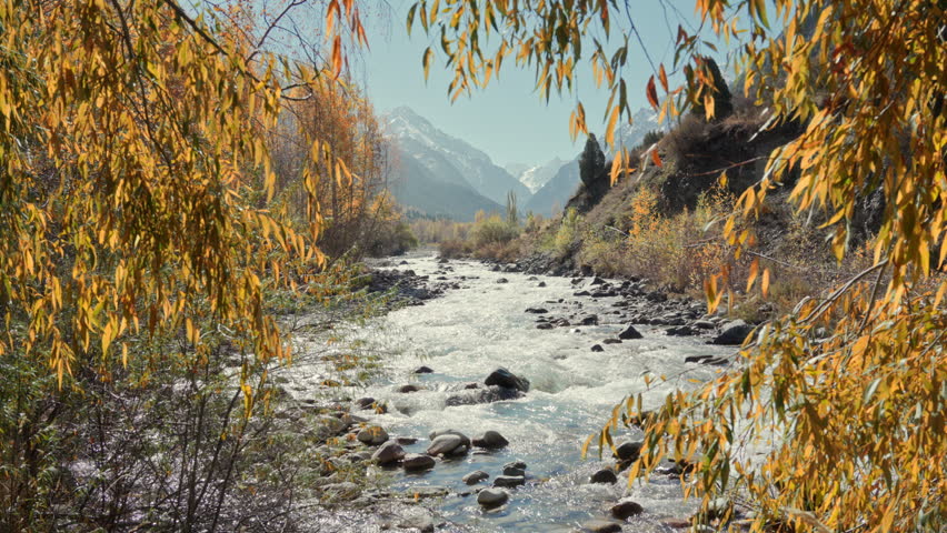 Glacial mountain river rushing over rocks framed by golden autumn willow leaves with snow capped peaks in background under clear blue sky in Kyrgyzstan