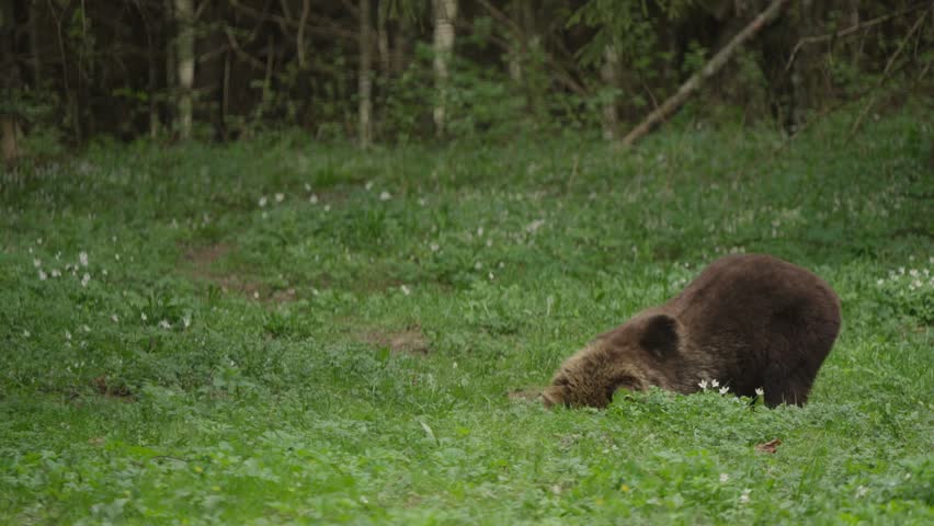 Eurasian brown bear walks forward with head down, sniffing the ground for food in a green forest meadow. Powerful adult foraging on grassland edge in natural habitat.