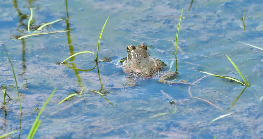 Dark spotted frog strike in a japanese rice field